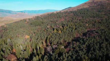 Avrupa 'da güzel renkli yoğun orman