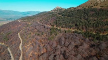 Avrupa 'da güzel renkli yoğun orman