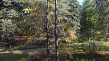 Avrupa 'da güzel renkli yoğun orman