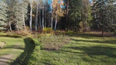 Avrupa 'da güzel renkli yoğun orman
