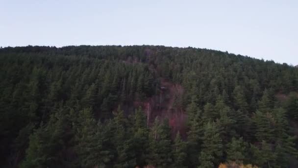 Hermoso Bosque Denso Colorido Europa — Vídeos de Stock