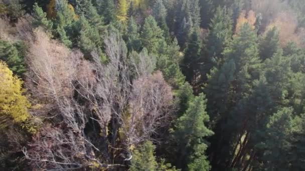 Bela Floresta Densa Colorida Europa — Vídeo de Stock