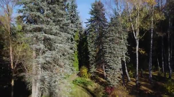 Όμορφο Πολύχρωμο Πυκνό Δάσος Στην Ευρώπη — Αρχείο Βίντεο