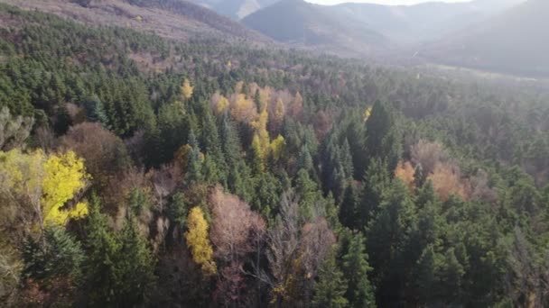 欧洲美丽的五彩斑斓的茂密森林 — 图库视频影像