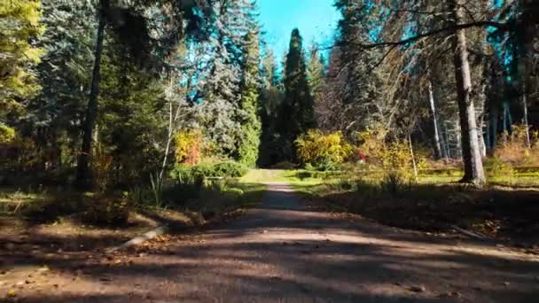 Bela Floresta Densa Colorida Europa — Vídeo de Stock