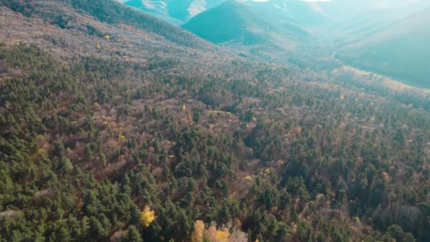 Avrupa Güzel Renkli Yoğun Orman — Stok video