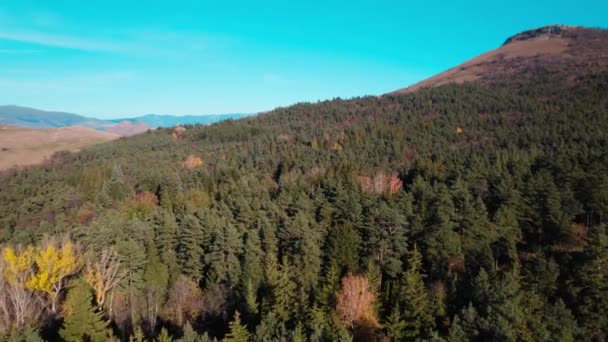Hermoso Bosque Denso Colorido Europa — Vídeo de stock