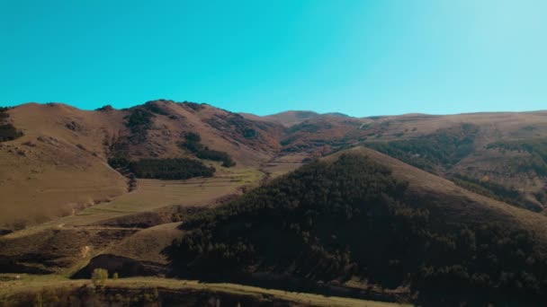 Prachtig Kleurrijk Dicht Bos Europa — Stockvideo