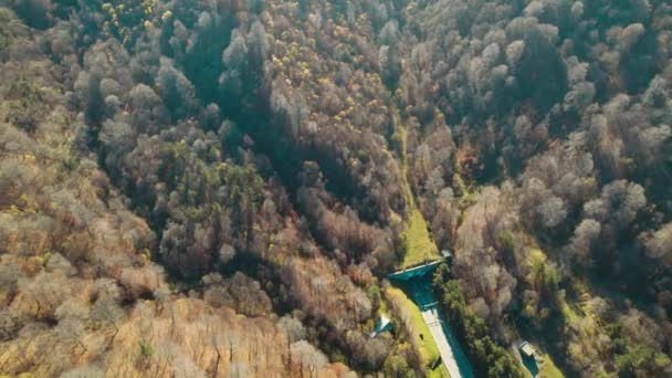 Piękny Kolorowy Gęsty Las Europie — Wideo stockowe