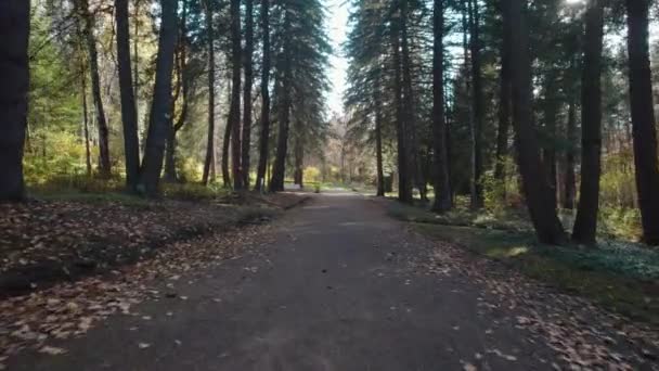Hermoso Bosque Denso Colorido Europa — Vídeos de Stock