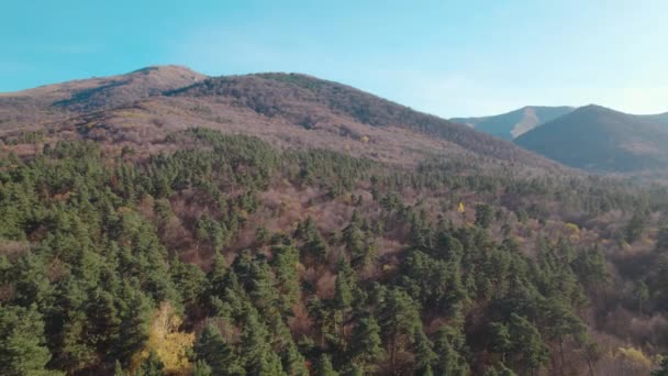 Красивый Красочный Густой Лес Европе — стоковое видео