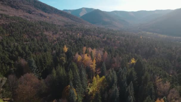 Красивый Красочный Густой Лес Европе — стоковое видео