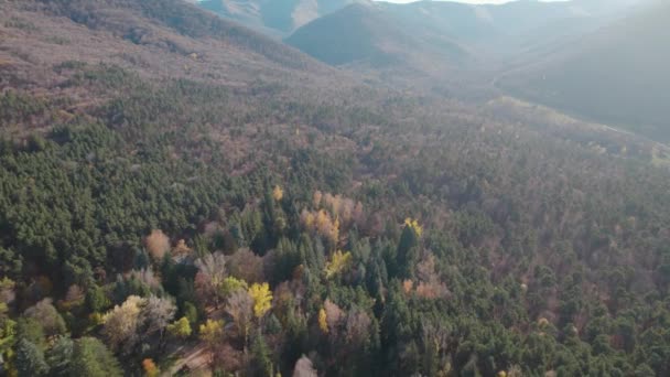 Bela Floresta Densa Colorida Europa — Vídeo de Stock