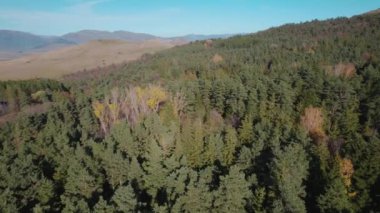 Avrupa 'da güzel renkli yoğun orman