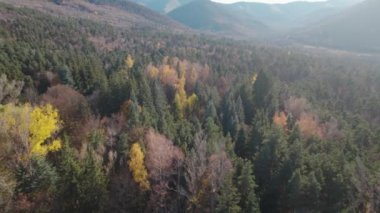 Avrupa 'da güzel renkli yoğun orman