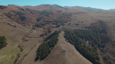 Avrupa 'da güzel renkli yoğun orman