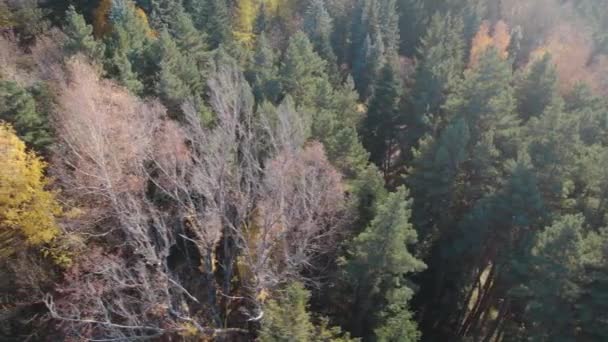 Piękny Kolorowy Gęsty Las Europie — Wideo stockowe