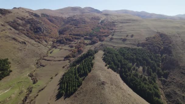 Bela Floresta Densa Colorida Europa — Vídeo de Stock