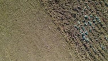 Otlaktaki inek sürüsü