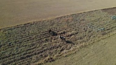 Otlaktaki inek sürüsü