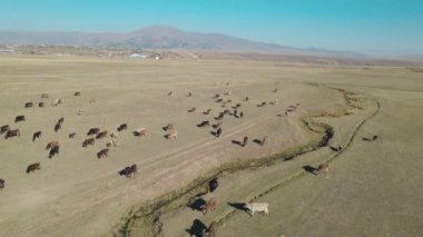 Sığır sürüsü ve otlaktaki koyun sürüsü.