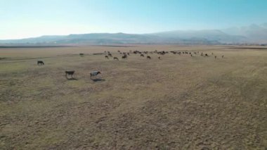Sığır sürüsü ve otlaktaki koyun sürüsü.