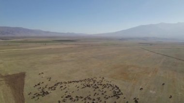 Sığır sürüsü ve otlaktaki koyun sürüsü.