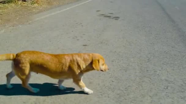 Ładny Pies Spacery Miejscowości — Wideo stockowe
