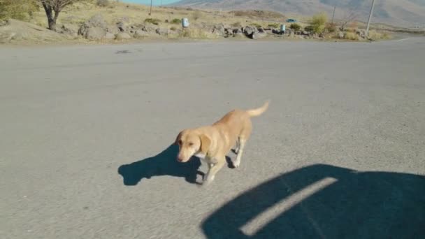 Leuke Hond Wandelen Het Dorp — Stockvideo