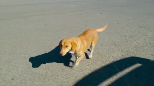 Leuke Hond Wandelen Het Dorp — Stockvideo