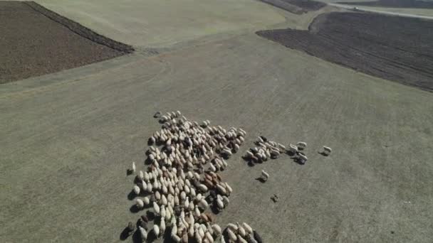 牧草地で羊の群れが — ストック動画