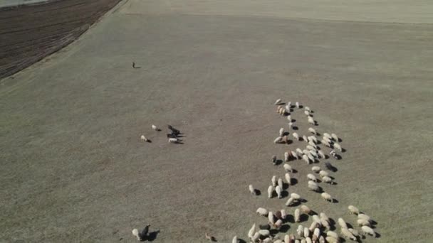 牧草地で羊の群れが — ストック動画