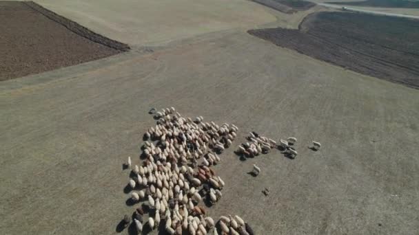 Rebanho Ovelhas Pasto — Vídeo de Stock