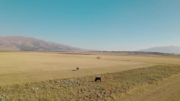 Manada Vacas Pasto — Vídeo de Stock