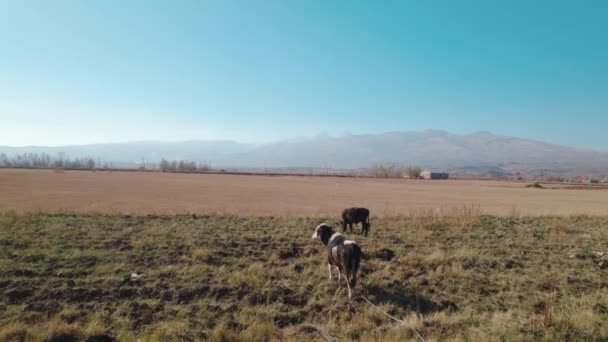 Manada Vacas Pasto — Vídeo de Stock