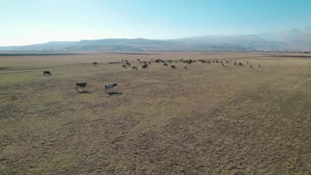Manada Vacas Rebanho Ovelhas Pasto — Vídeo de Stock