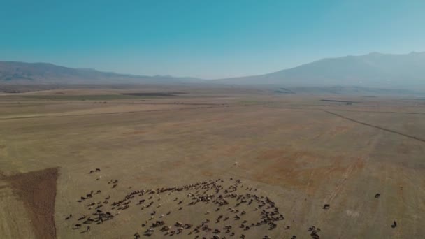 牧草地で牛や羊の群れが — ストック動画