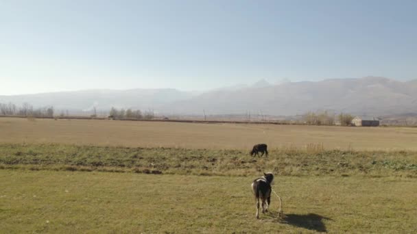 Rebaño Vacas Pasto — Vídeo de stock