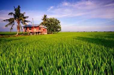 Traditional Malay House in Sekinchan Paddy Field clipart