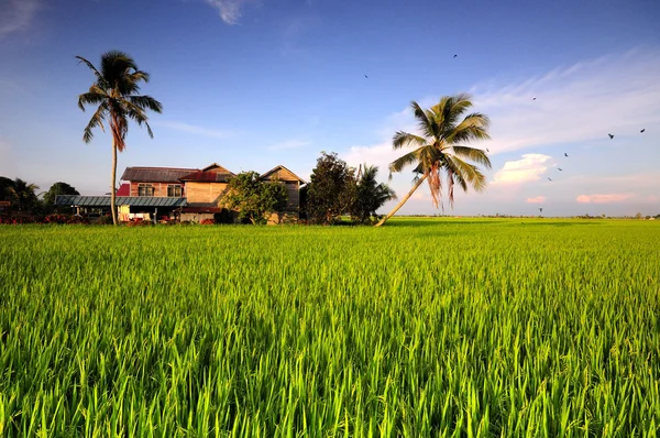 Traditionella Malaysiska hus i sekinchan risfält — Stockfoto
