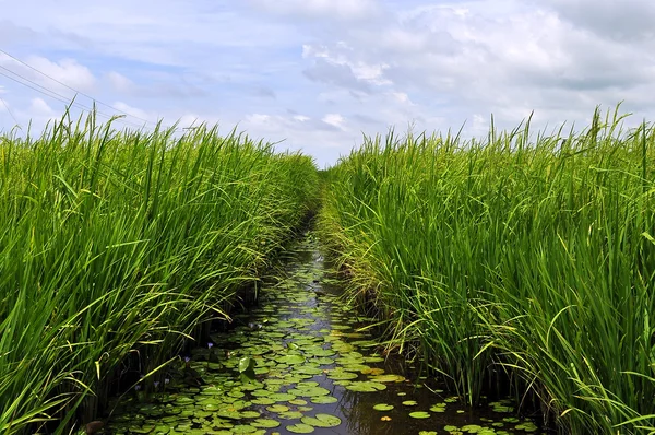 Campo de arroz de Sekinchan Imagen de stock