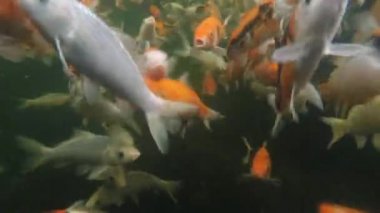 Koi pond sualtı video