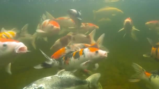 Koi pond underwater video — Stock Video