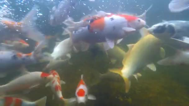 Koi estanque de vídeo bajo el agua — Vídeo de stock