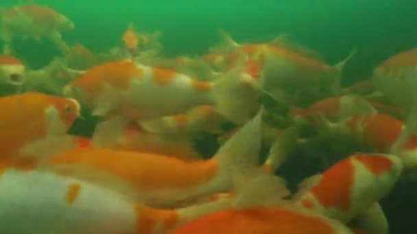 Λίμνη koi υποβρύχια βίντεο — Αρχείο Βίντεο
