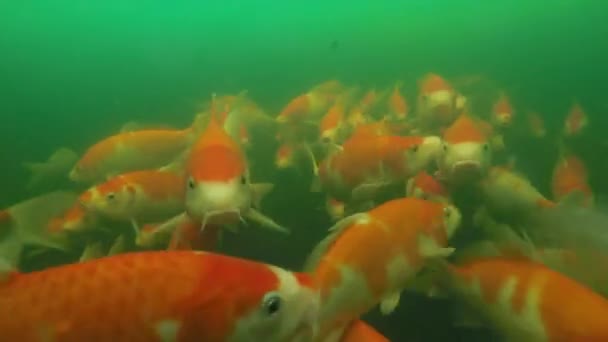 잉어 연못 수 중 비디오 — 비디오