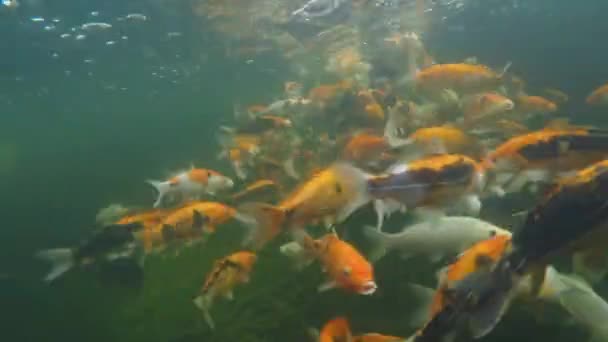 Koi pond underwater video — Stock Video