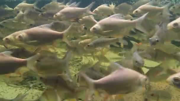 Słodkowodne staw wideo pod wodą — Wideo stockowe