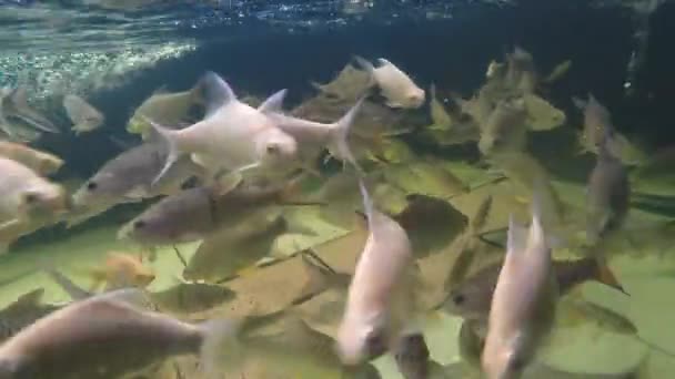 Etang d'eau douce vidéo sous-marine — Video