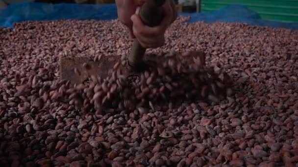 Медленное Движение Ферментированные Свежие Какао Бобы Процесс Сушки — стоковое видео